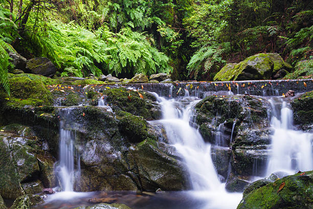istock Small stream in the ancient laurel woods 513234504