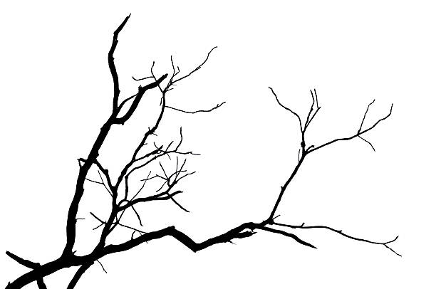 istock Silhouette branch of tree isolated 513234564