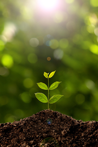 Green sprout growing