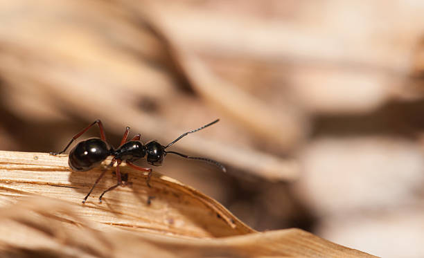 istock Black ant walking on the wooden 513235146