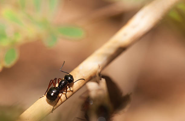 istock Black ant walking on the wooden 513235190