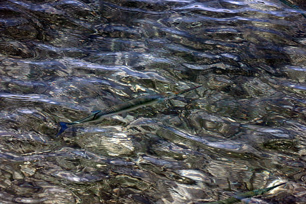 istock tropical barracuda in the Caribbean ocean 513235466