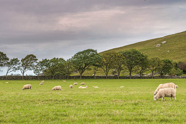 istock Sheep grazing or resting on green summer pasture 513235838