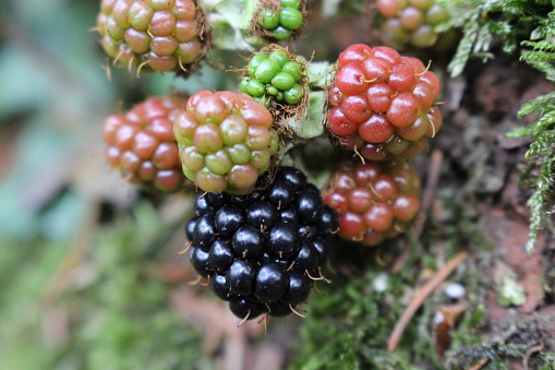 Blackberries in a forest. 