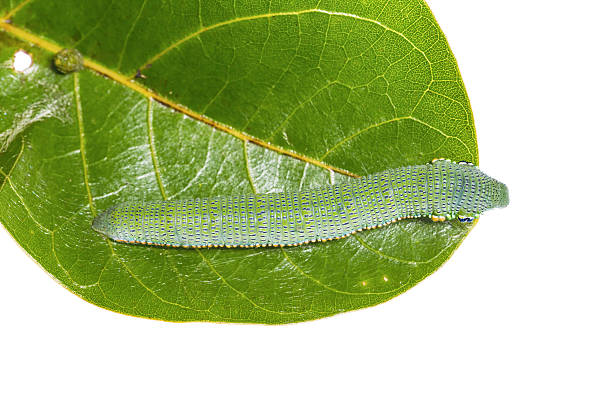 superbe orange mûr conseil caterpillar - hebomoia glaucippe photos et images de collection