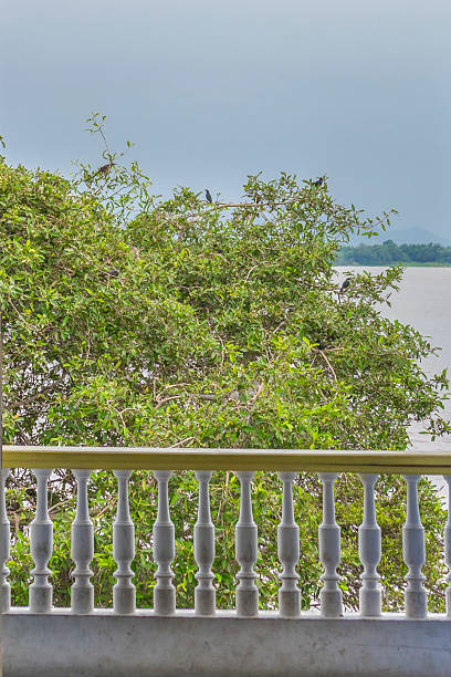 albero con uccelli di guayas fiume a guayaquil in ecuador - balaustrade foto e immagini stock