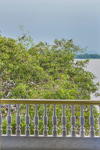 árvore com pássaros em guayas rio em guayaquil, equador, - balaustrade - fotografias e filmes do acervo