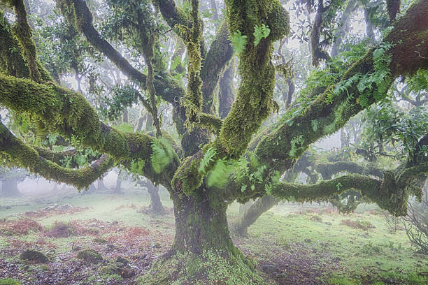 istock Ancient laurel forest in the fog 513237422