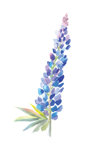 Watercolor drawing, botanical flower lupine, isolated on white background. Arctic Lupine, wild flower. Suit for postcard, element of wedding invitation.
