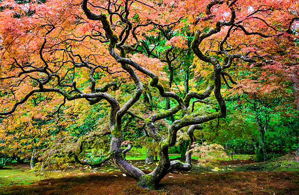 istock Seattle Japanese Garden 513238544