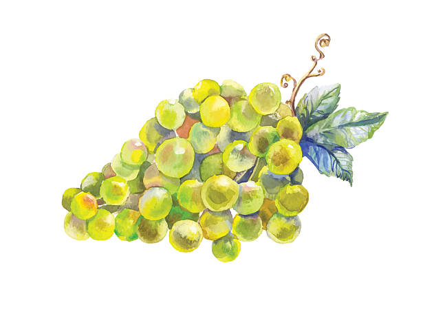 ilustrações de stock, clip art, desenhos animados e ícones de uvas de aguarela - ramo parte de uma planta ilustrações