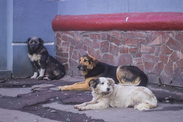 istock Lonely homeless dog sleeping on sidewalk 513239140