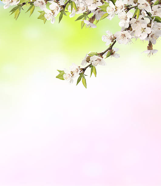 istock Flowers of cherry 513239468