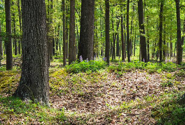 Richmond National Battlefield Park