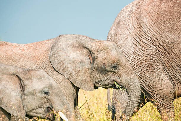 Father, Mother and calf elephant grazing together