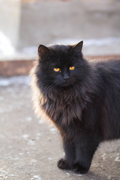 istock Cat of black color on 513241958