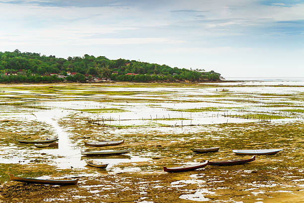 cultivado estreito 1 - seaweed nusa lembongan seaweed farming water imagens e fotografias de stock