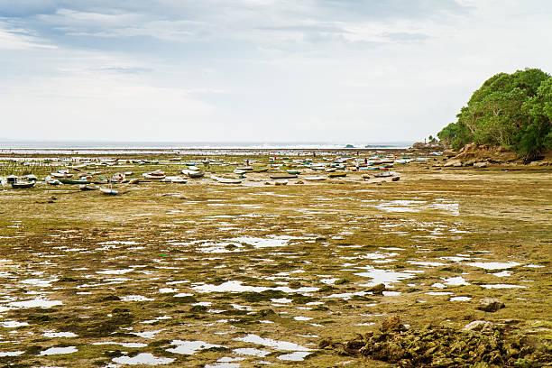 algas explorações na rocha 1 - algae agriculture nusa lembongan water - fotografias e filmes do acervo