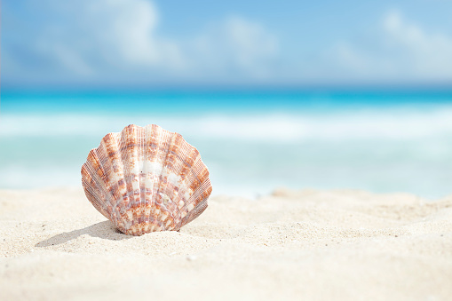 Summer vacations and marine background: starfish, conch shells, fishing net and sea stones on tropical white sand border shot from above on white sand background. The composition is at the left of an horizontal frame leaving useful copy space for text and/or logo at the right. High resolution 42Mp digital capture taken with SONY A7rII and Zeiss Batis 40mm F2.0 CF lens