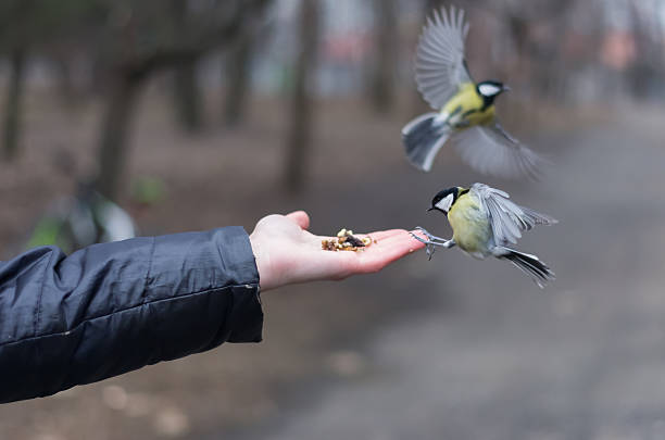 istock Crazy and corageous titmouses in the park 513242924
