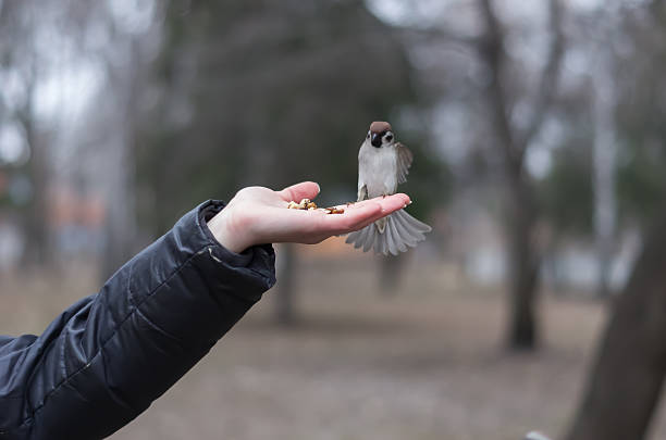 istock Feeding the sparrow with hazelnuts from palm. 513243296