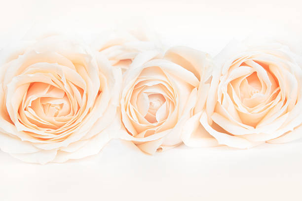 istock Beige roses as a neitral background for wedding.  Selective focus. 513243692