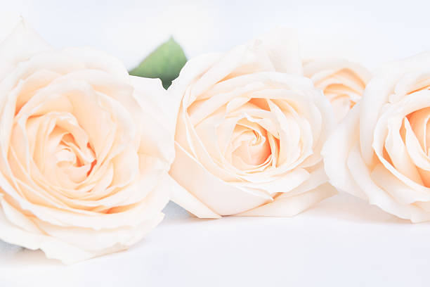 istock Beige roses as a neitral background for wedding.  Selective focus. 513243750