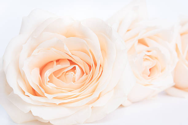 istock Beige roses as a neitral background for wedding.  Selective focus. 513243822