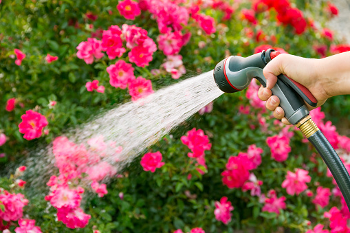 Photograph of a hose in hand watering garden with flowers. Focus on hand with hose.