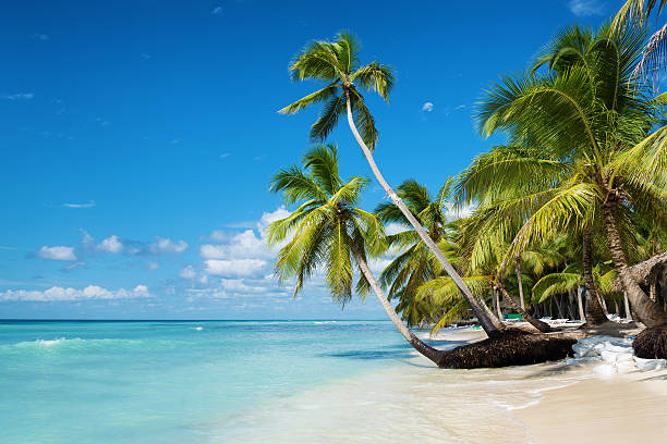 Caribbean beach in Saona island, Dominican Republic stock photo