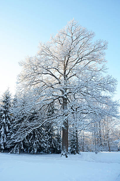 istock Single winter oak at the sunset. Winer scene 513244958