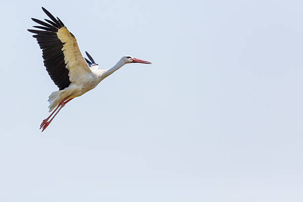 istock Stork in flight in Suwalki Landscape Park, Poland. 513245514
