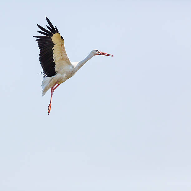 istock Stork in flight in Suwalki Landscape Park, Poland. 513245608