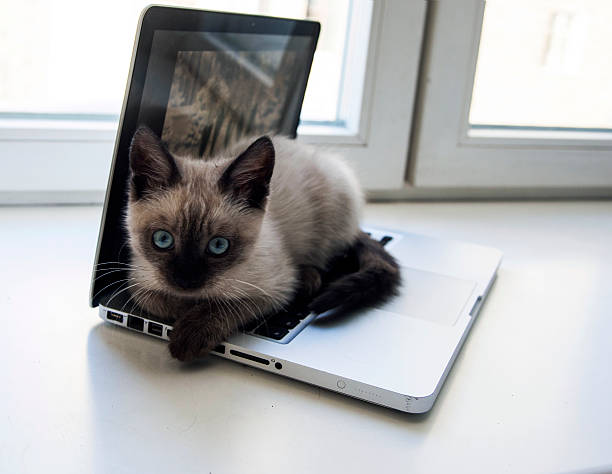 istock kitten sitting on a laptop, against the window 513245798