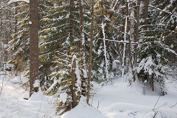 istock Mixed stand in sunny wintertime morning 513245874