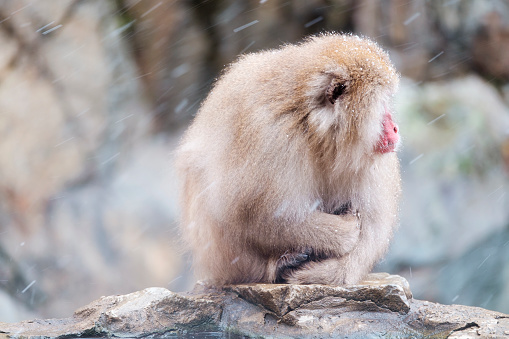 A wild Japanese Macaque Monkey (Snow Monkey) sitting in the cold, photographed in the wild during winter near Nagano, Japan.