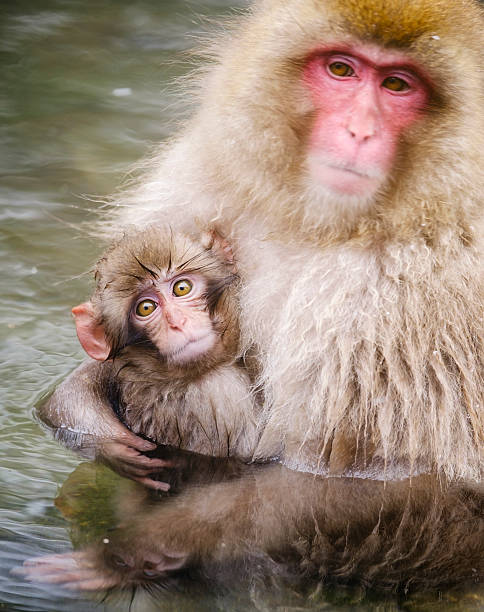 istock Japanese Snow Monkey Mother in the Wild 513246220