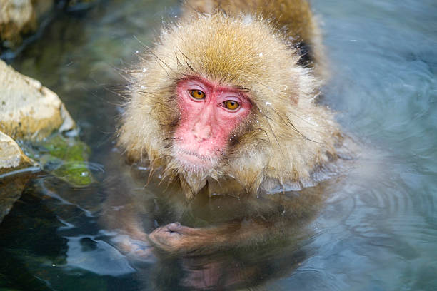A wild adult Japanese Macaque Monkey (Snow Monkey) relaxes in a hot spring, photographed in the wild during winter near Nagano, Japan.