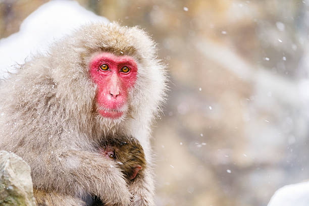 istock Snow Monkey Mother in the Wild 513246262