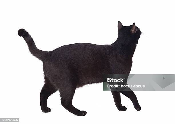 Walking Black Cat Stock Photo - Download Image Now - Domestic Cat, Rear View, Walking