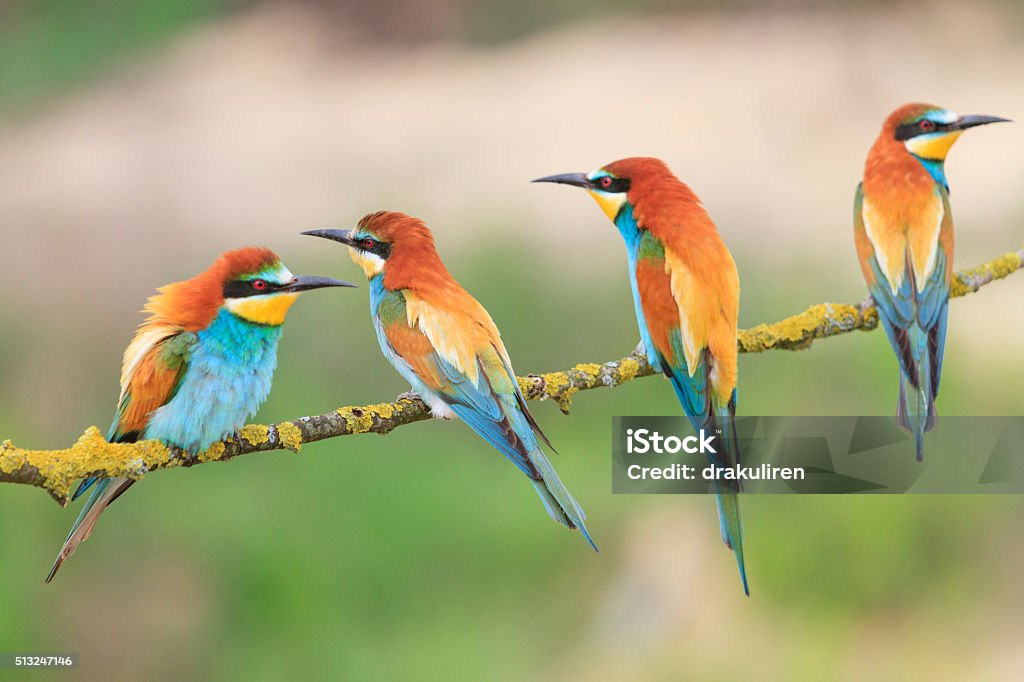 Family colored birds Family colored bird resting on a tree Animal Stock Photo