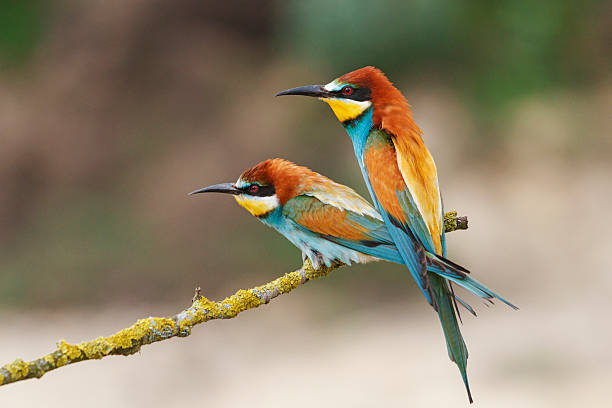istock couple of colored birds 513247318