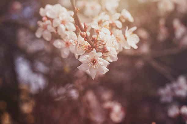 fiore di ciliegio - toned image pink sakura cherry blossom foto e immagini stock