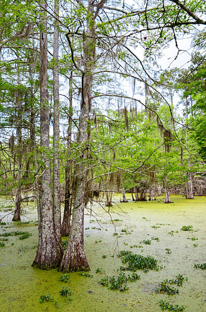 istock Martin Dies, Jr. State Park 513248062