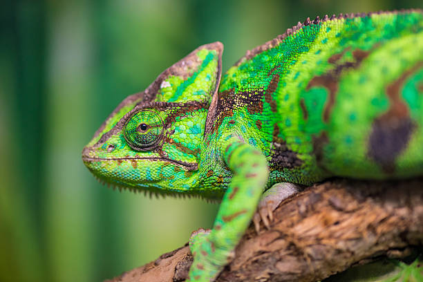istock green chameleon on a branch looking at the camera close-up 513248072