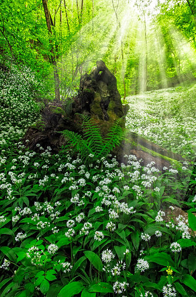 istock Wild Garlic in Fairy Forest 513248116