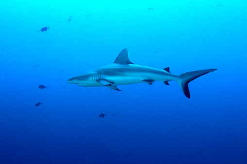 A Grey reef shark at the famous dive spot Blue Corner - Palau - Micronesia. The Republic of Palau and their islands are a unique destination for dive lovers with pristine reefs and abundant marine underwater life.