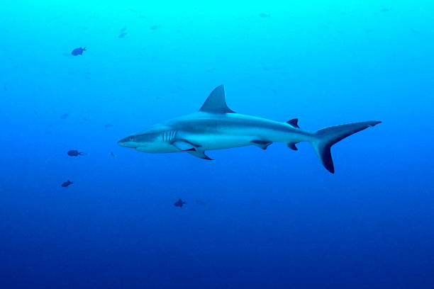 tubarões de recife cinza e azul canto-palau - tubarão cinzento dos recifes imagens e fotografias de stock