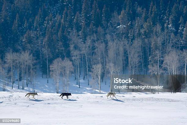 Wolf Trio Trot Past Snowy Lamar Forest Yellowstone National Park Stock Photo - Download Image Now