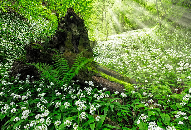 istock Wild Garlic in Fairy Forest 513250206